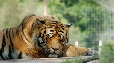 DeYoung Family Zoo - See Lions, Tigers and Bears in the Upper Peninsula!