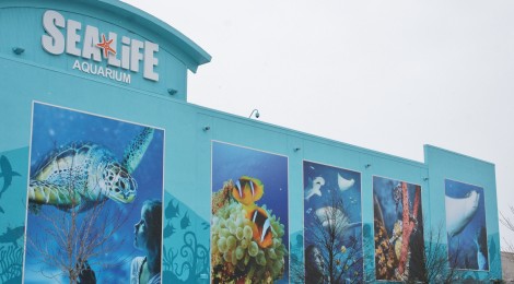Michigan’s Largest Aquarium Offers Cheaper Visit With June Buy One Get One Free Deal