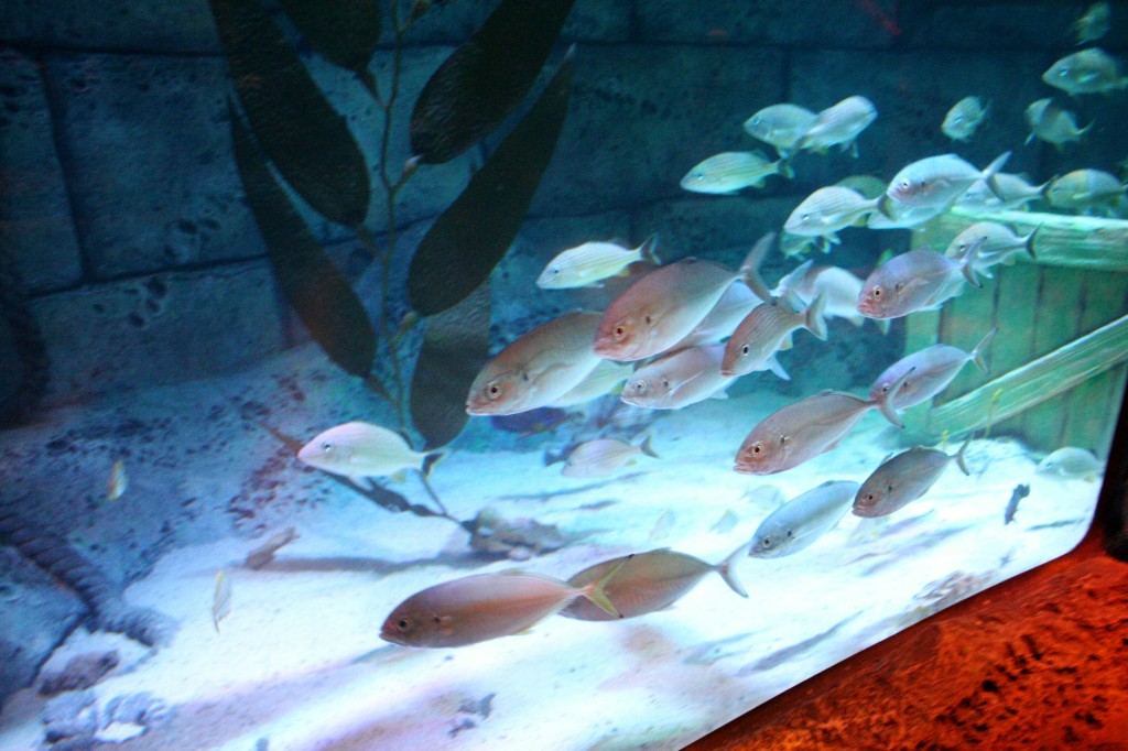 Aquarium has Thousands of Sea Life Creatures