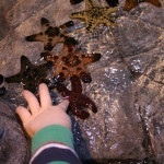 Touch Pool Features Sea Stars