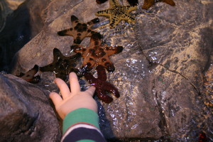 Touch Pool Features Sea Stars