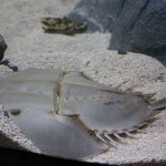 Horseshoe Crab in the Touch Pool