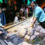 Children Will Love Touching the Sea Life in the Interactive Area