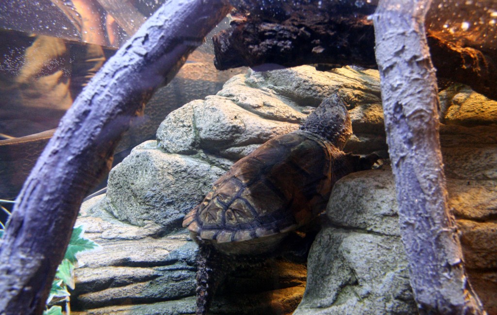 A Turtle in the Aquarium