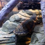 A Turtle in the Aquarium
