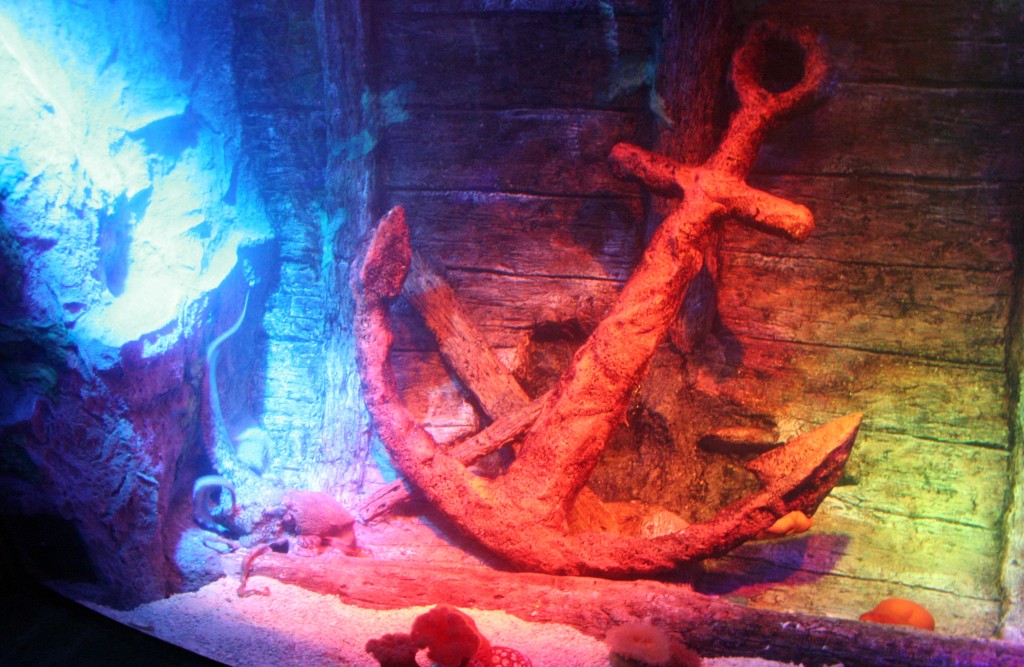 Octopus at Sea Life Aquarium Michigan