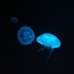 Jellyfish Exhibit is Awesome