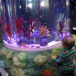 Children Can Get Up Close With Sea Life