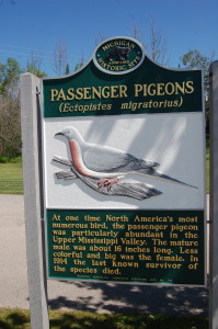 Michigan Passenger Pigeons Front
