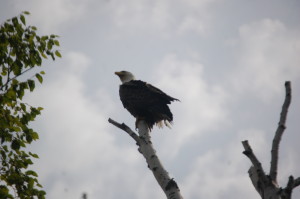 Porcupine Mountains Bald Eagle