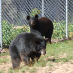 Oswald's Bear Ranch Cubs
