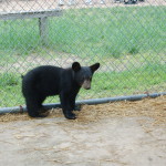 Oswald's Bear Ranch Baby