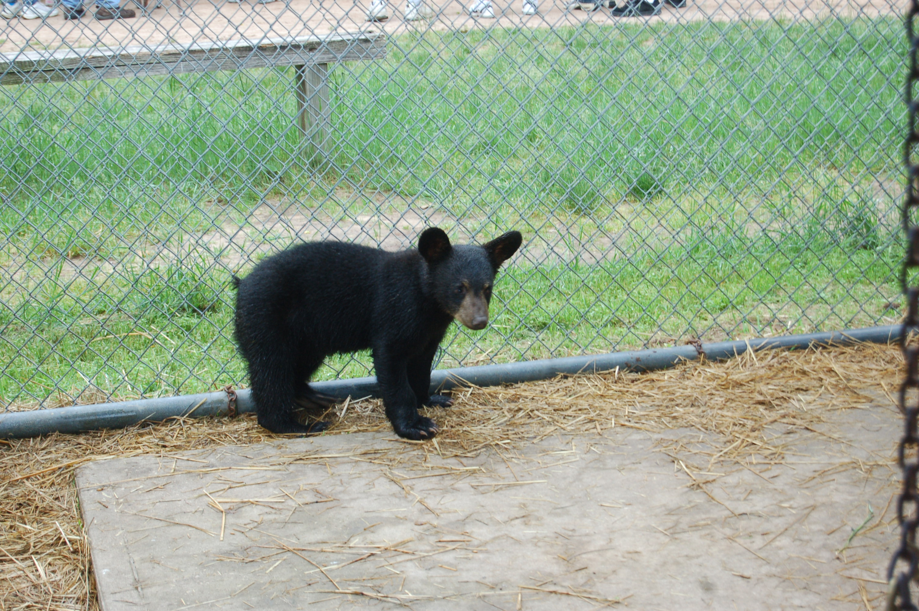 Oswald's Bear Ranch Baby