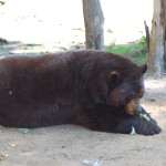Oswald's Bear Ranch Big Bear