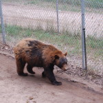 Oswald's Bear Ranch Brown Bear