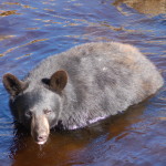 Oswald's Bear Ranch Swimming