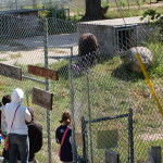 Oswald's Bear Ranch Visitors