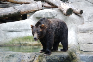 Bear John Ball Park Zoo