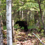Black bear near M-107 and Lake of the Clouds