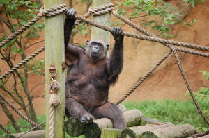 Chimpanzee John Ball Park Zoo