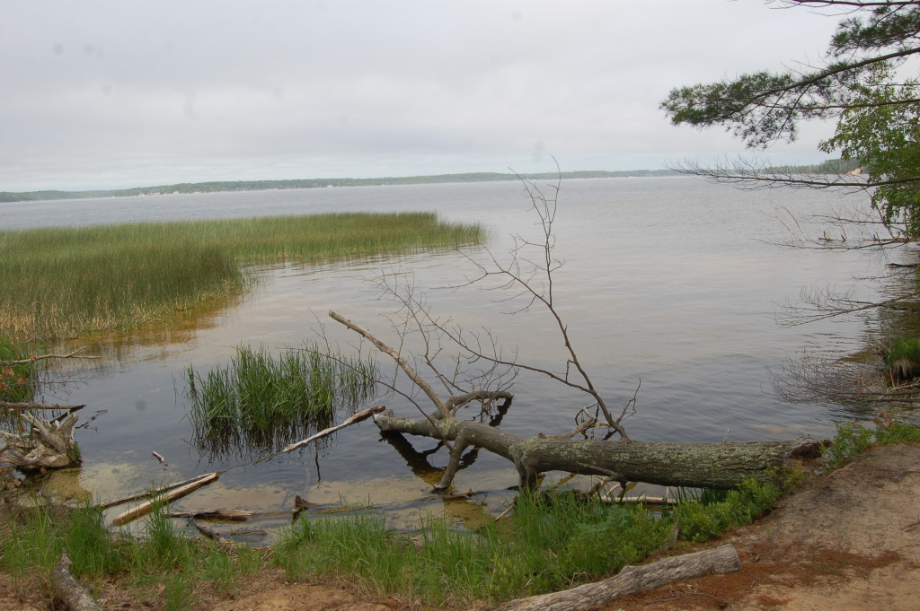 View of Hamlin Lake on the Island Trail