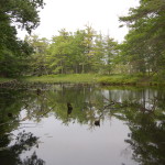 Ludington State Park Hike Pond