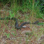 Snake alongside the Island Trail