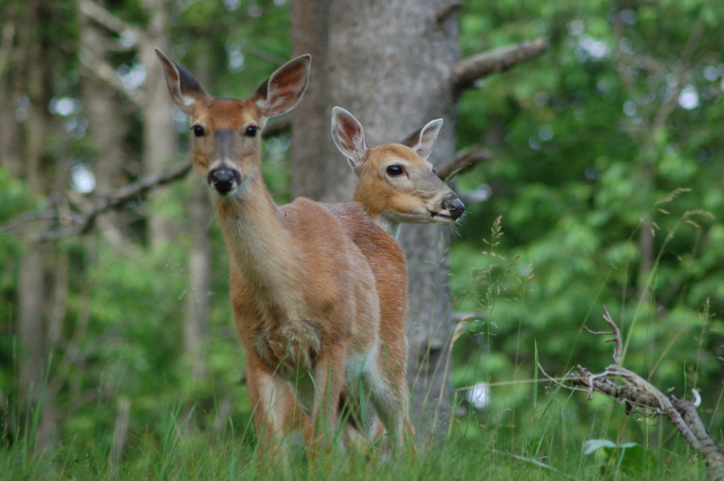 Ludington State Park Two Deer