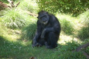 Old Chimpanzee John Ball Zoo