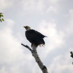 Bald Eagle near M-107