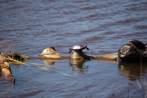 Seney National Wildlife Refuge Turtle