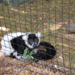 Binder Park Zoo Lemur