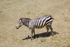 Binder Park Zoo Zebra