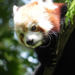Red Panda Binder Park Zoo