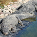 Boulder Ridge Wild Animal Park Alligators