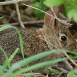 Baby Rabbit Pickerel Lake Preserve