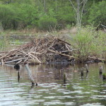 Beaver Dam Pickerel Lake Nature Preserve