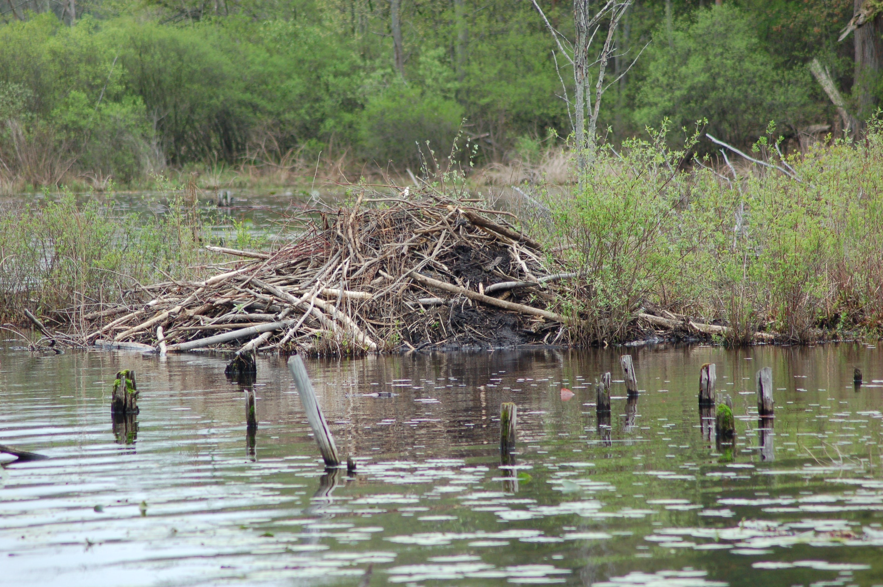 Beaver Dam Pickerel Lake Nature Preserve Travel the Mitten