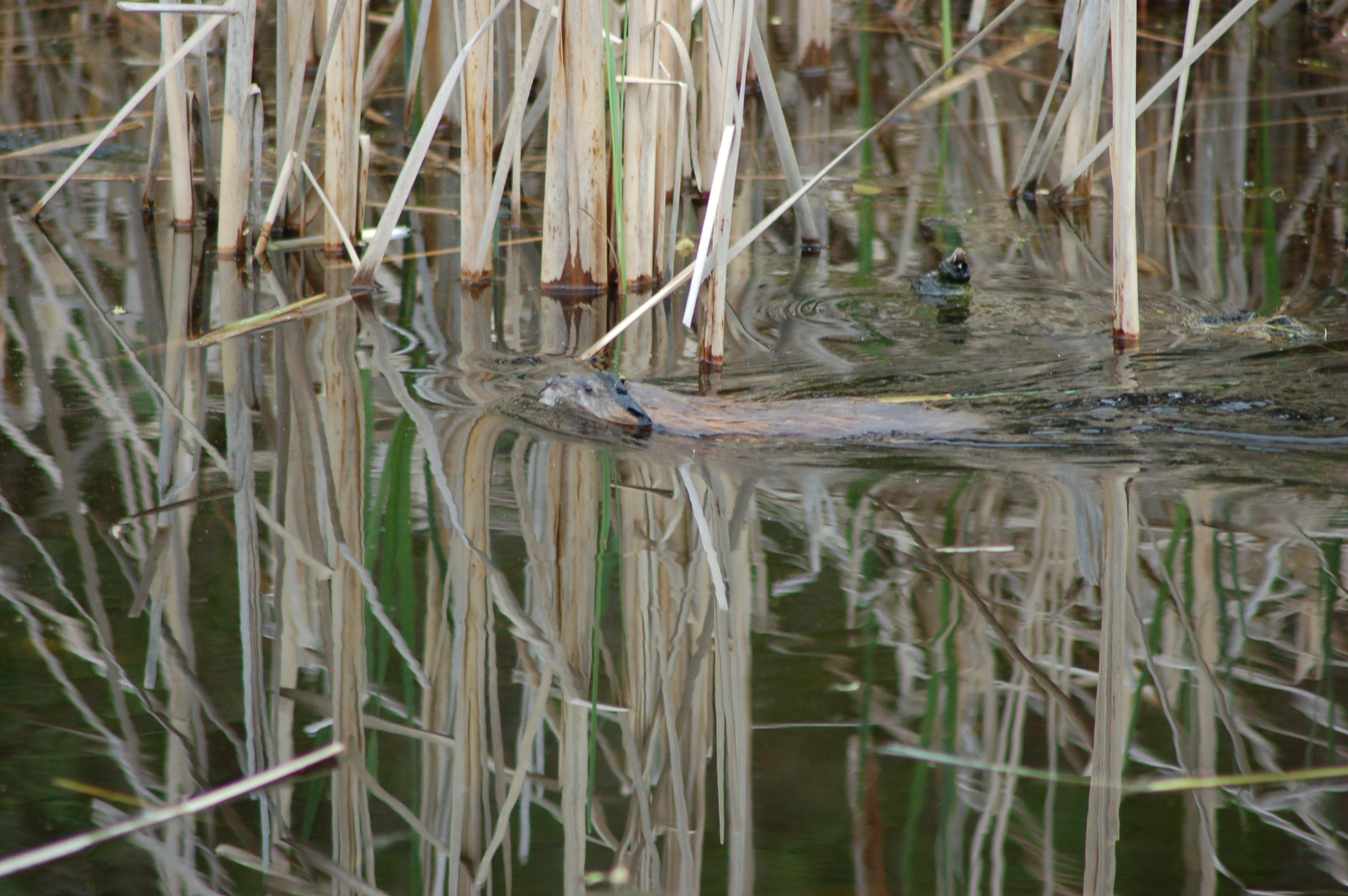 Beaver Pickerel Lake Kent County Travel the Mitten