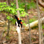 Blackbird Pickerel Lake Swamp