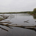 Fallen Trees Pickerel Lake Kent County