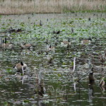 Geese Canada on Swamp Kent County Pickerel Lake