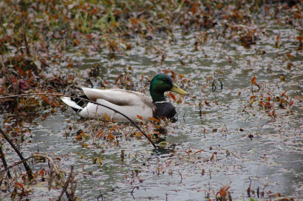 Mallard Duck Fred Meijer Nature Preserve