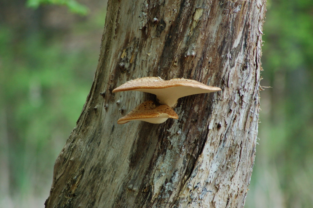 Mushroom Fred Meijer Nature Preserve
