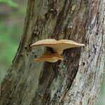 Mushroom Fred Meijer Nature Preserve