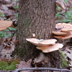 Mushrooms Pickerel Lake Nature Preserve