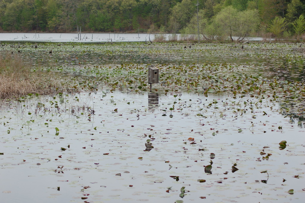 Pickerel Lake Swamp Nature Preserve