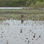Pickerel Lake Swamp Nature Preserve