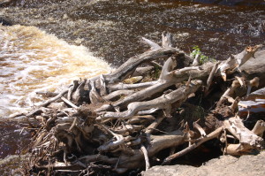 Rapid River Logjam 2010