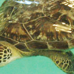 Sea Life Michigan Announces Newest Animal – Benson the Endangered Green Sea Turtle
